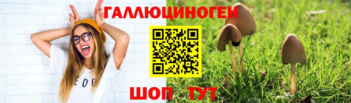 Псилоцибиновые грибы прущие грибы  Псилоцибиновые грибы Cubensis  сколько стоит  Вход с VPN  Новоалександровск 